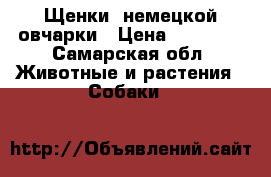 Щенки  немецкой овчарки › Цена ­ 20 000 - Самарская обл. Животные и растения » Собаки   